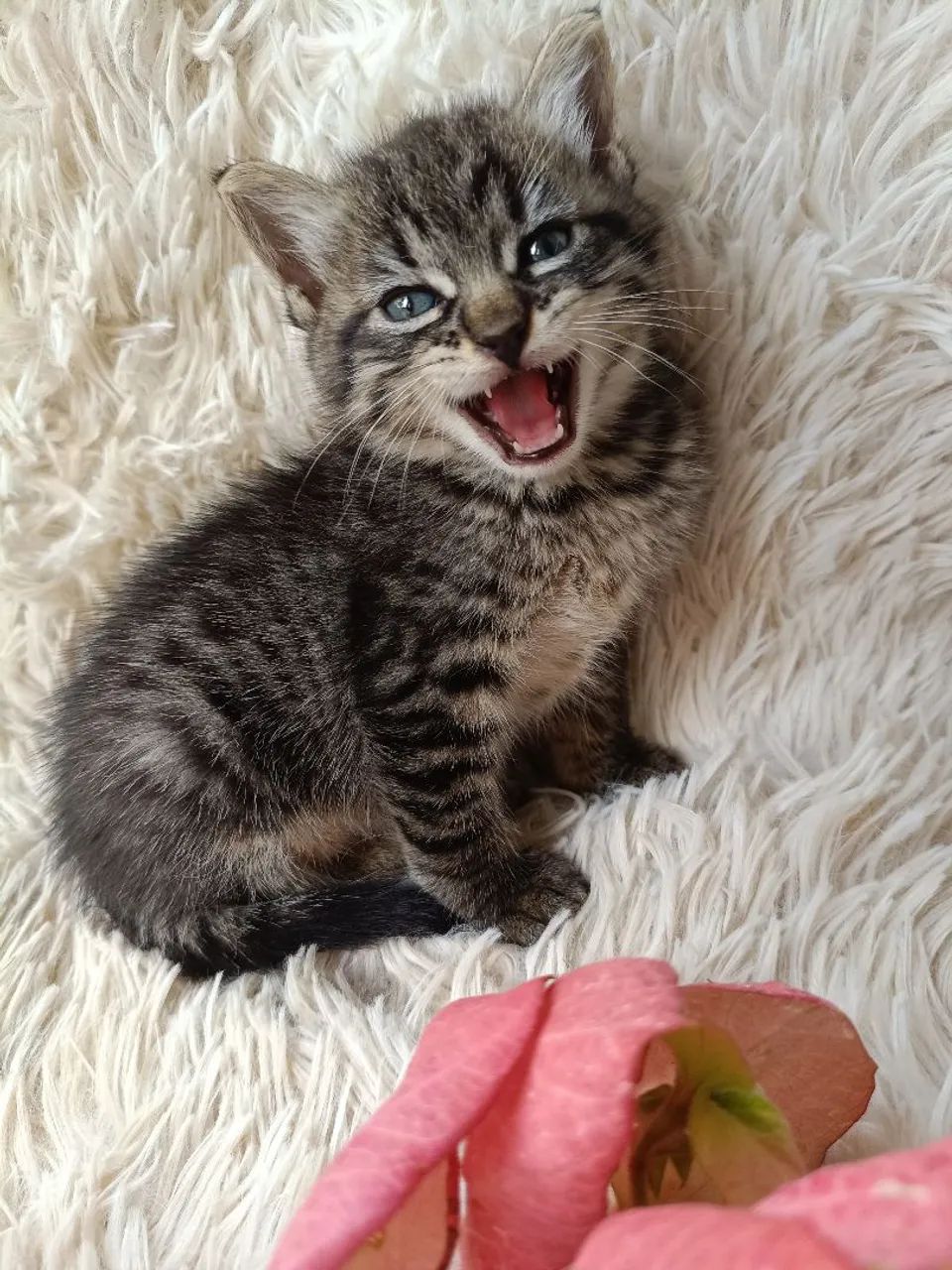 Adoção de Gatinha Tigrada