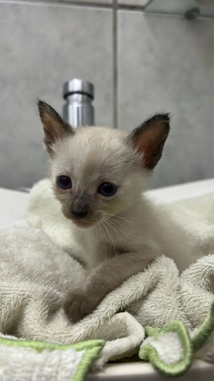 Linda gatinha siamesa com olhos azuis 