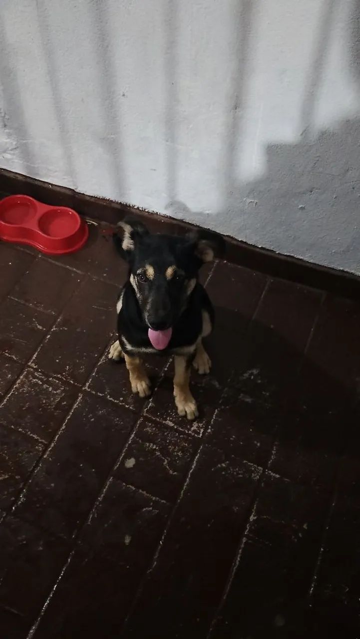 Doação deste Cão.