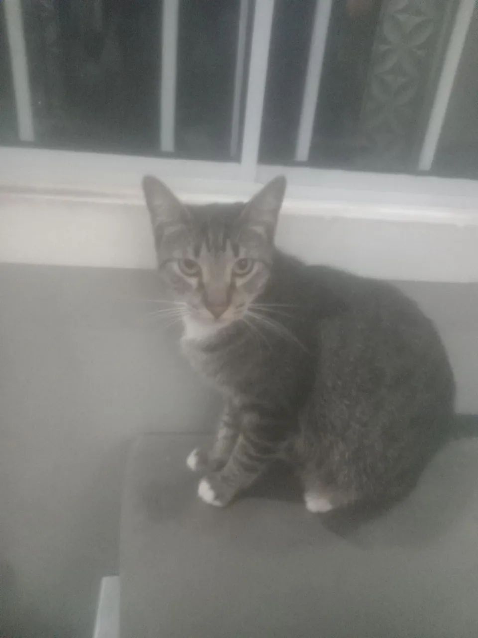 Gato