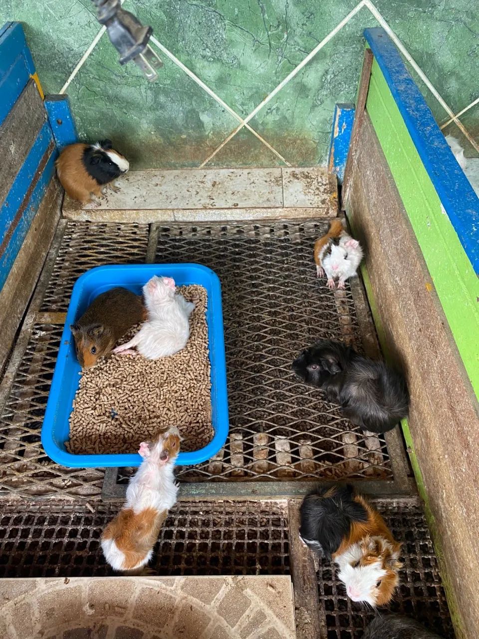 Porco da Índia - Foto 2