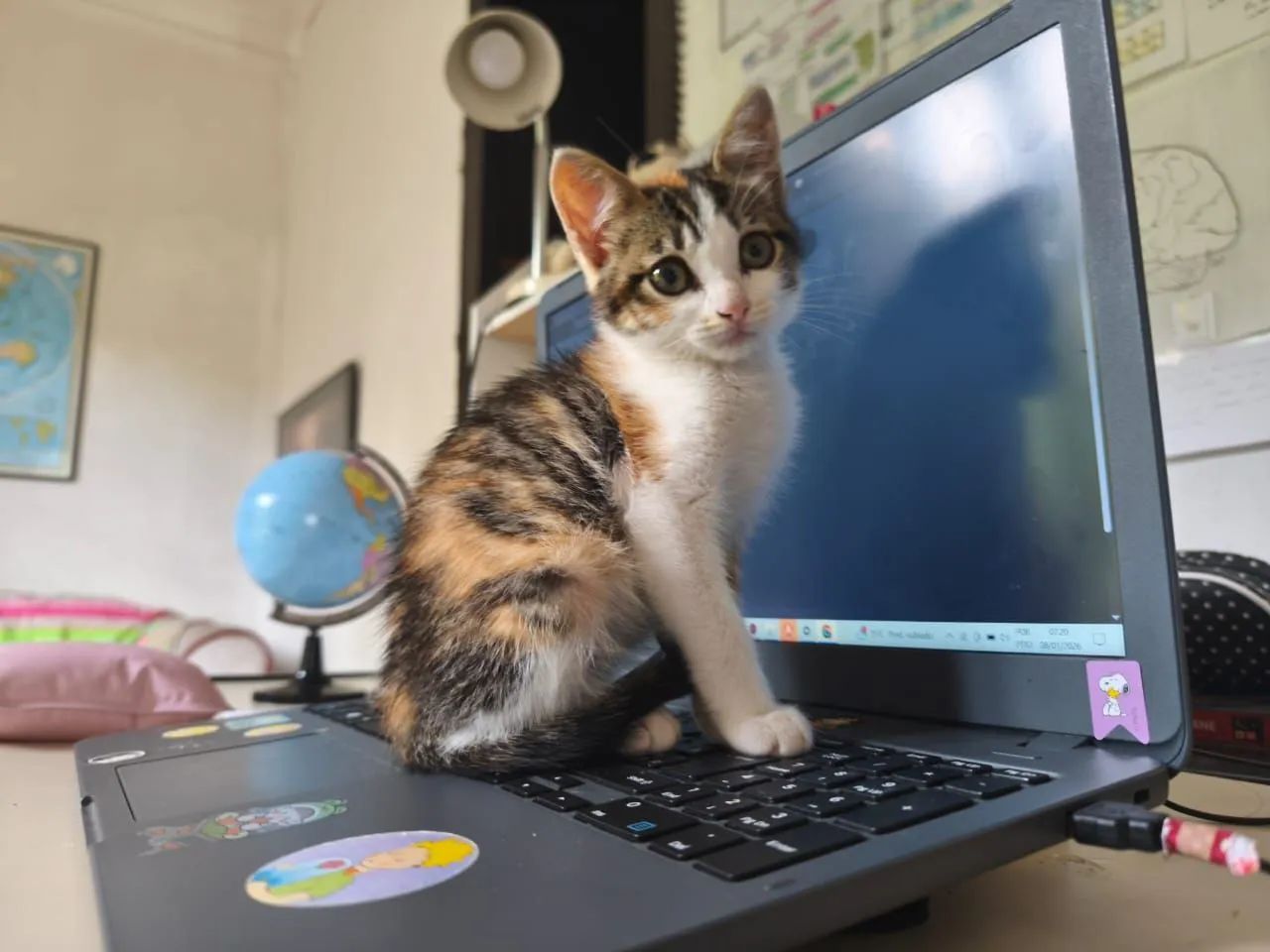 Doação de filhote de gatinho 