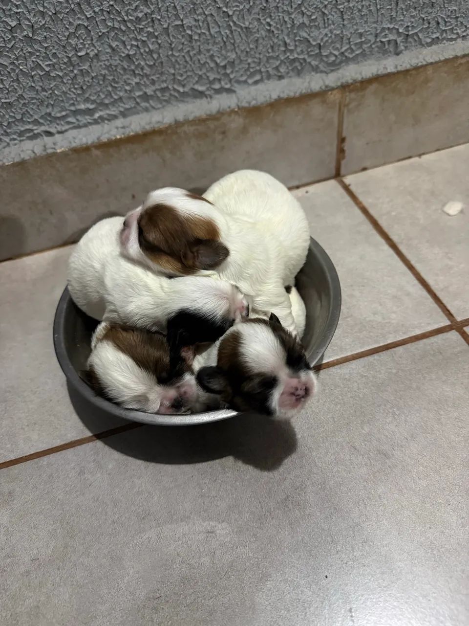 Shi-tzu - Foto 2
