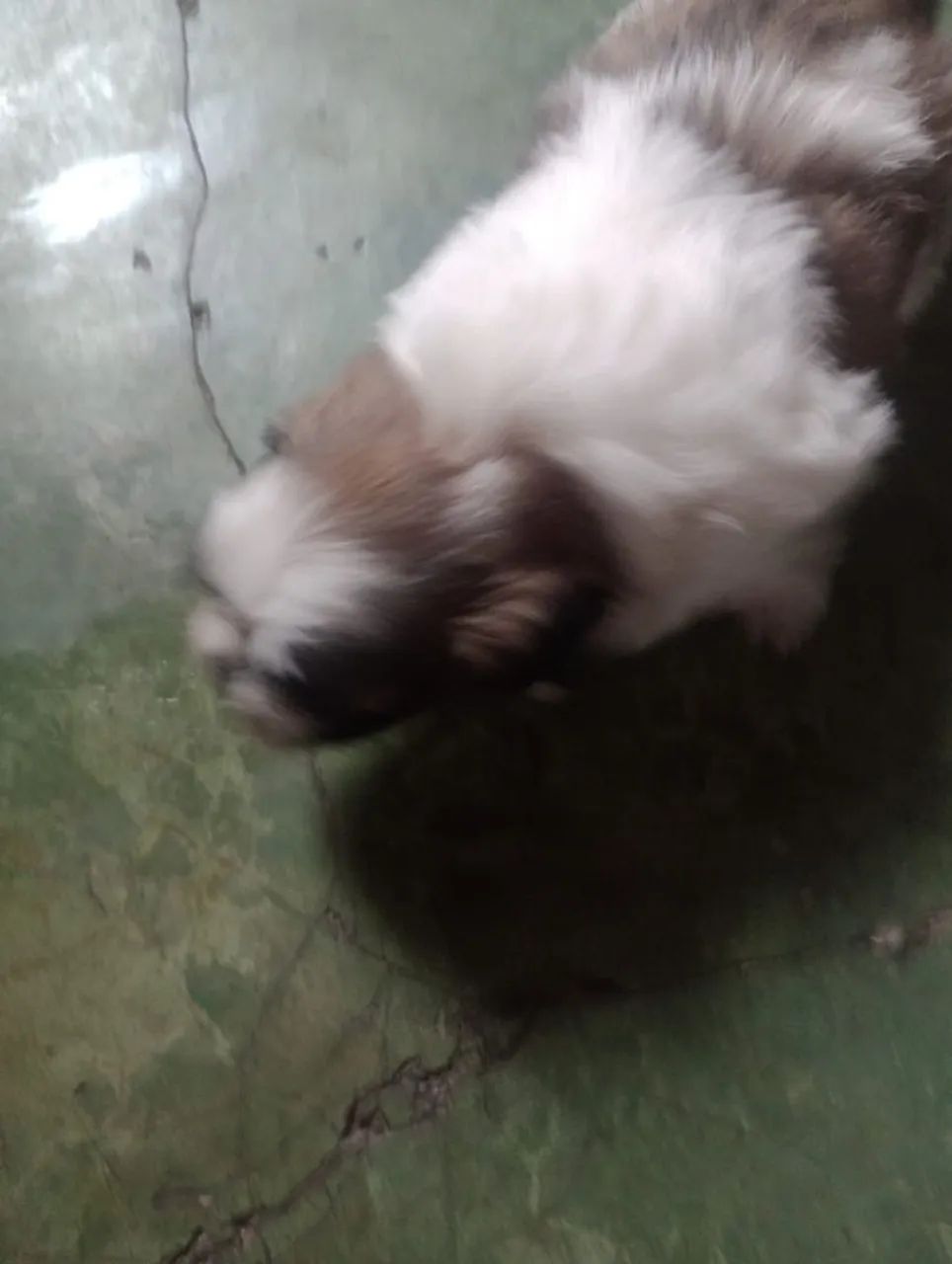 Cachorro  - Foto 2