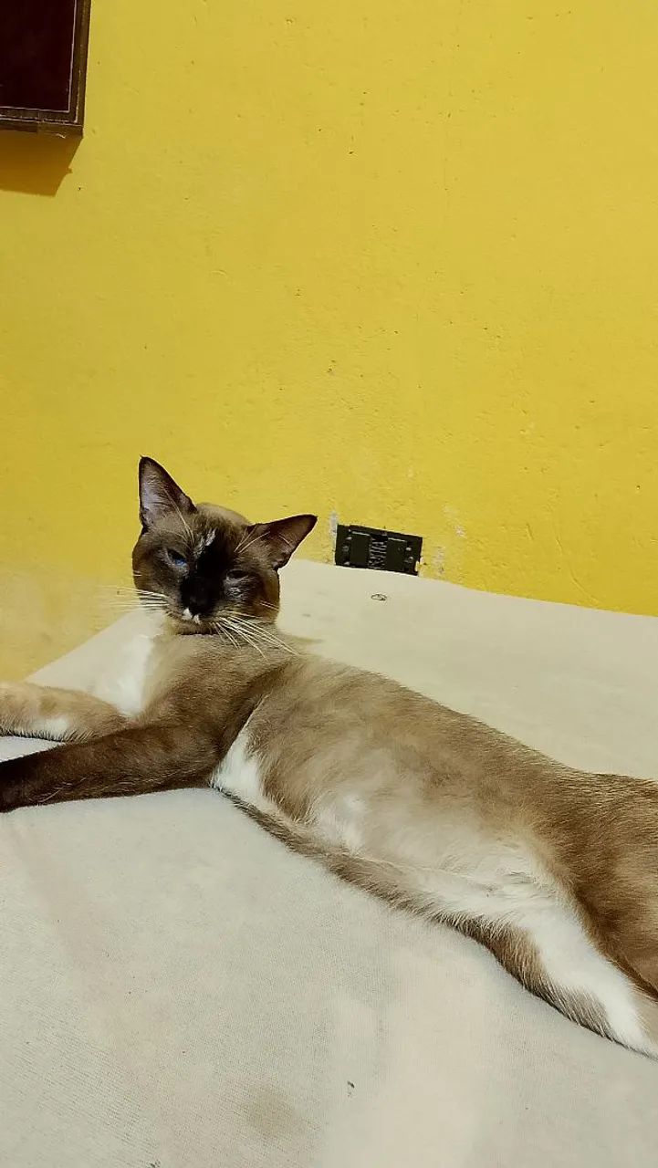 Gato - Foto 2