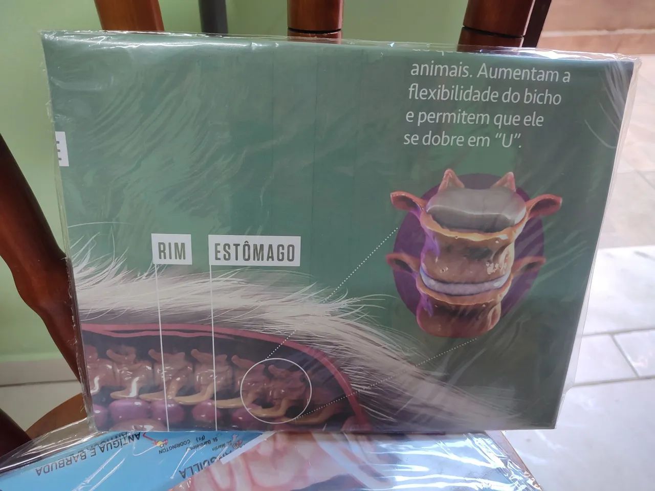mapa de anatomia do gato - Foto 2