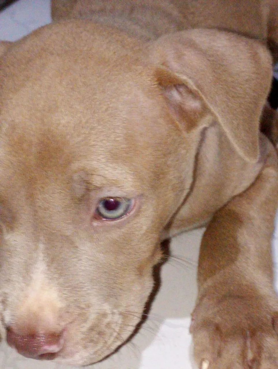 Filhote de Pitbull 