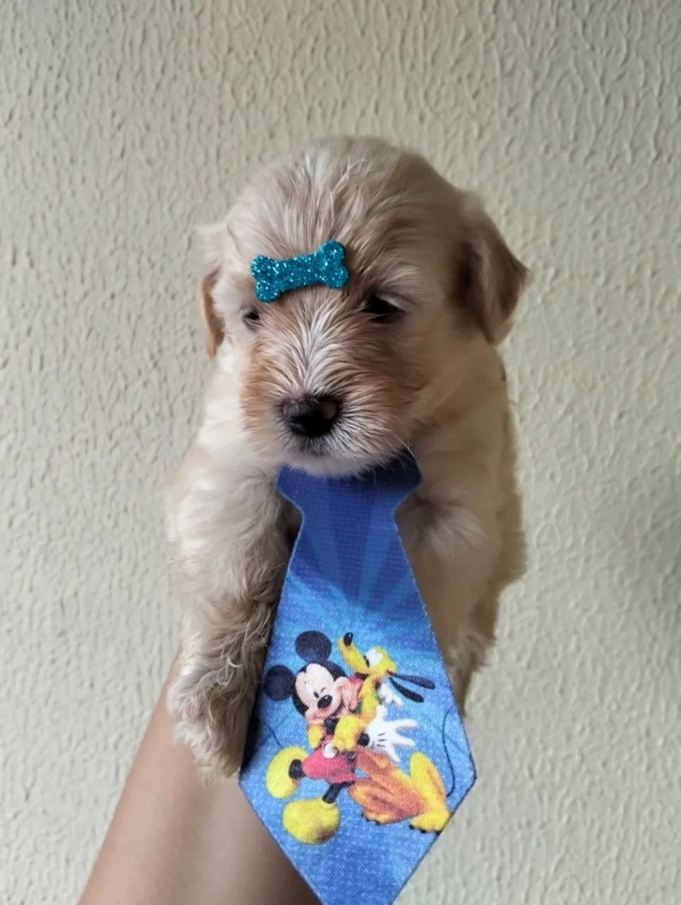 Filhote de poodle  - Foto 2