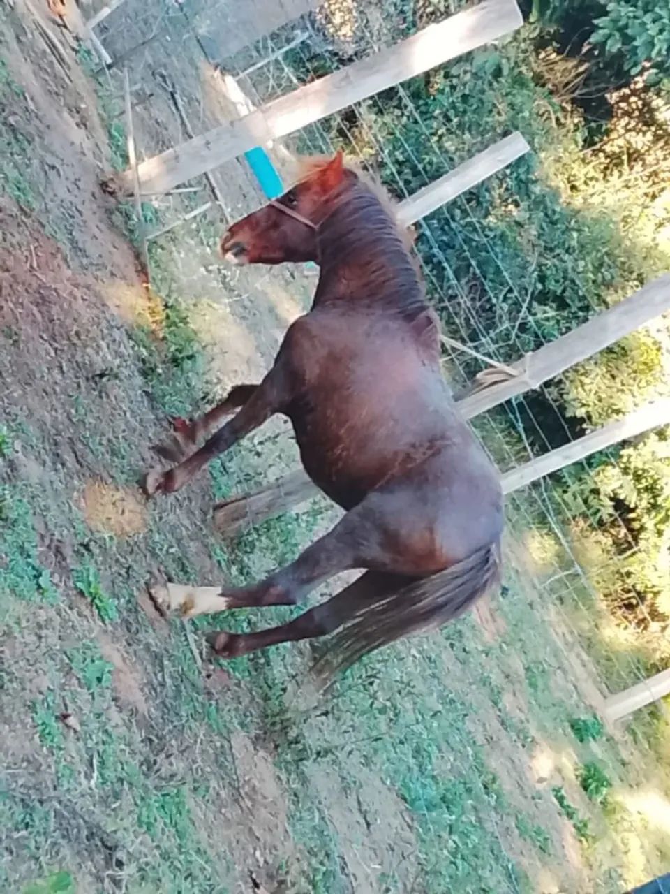 Pônei garanhao  - Foto 3