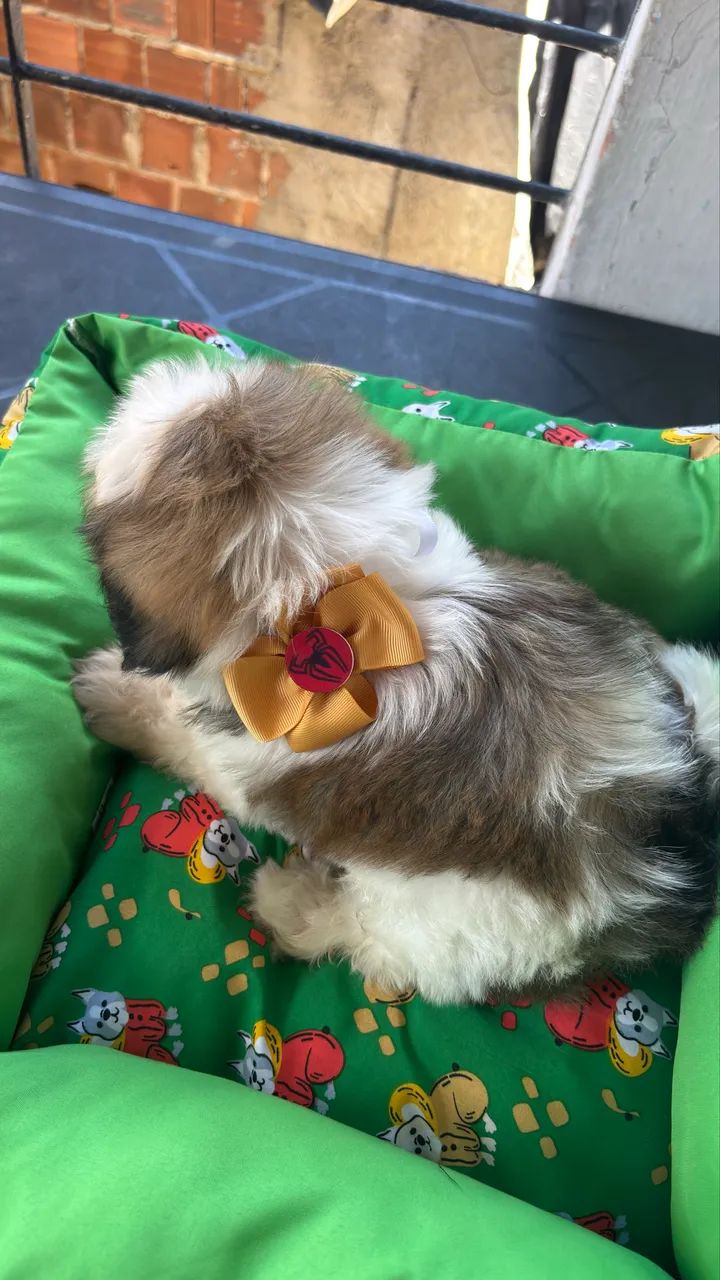 Shihtzu fêmea e macho  - Foto 5