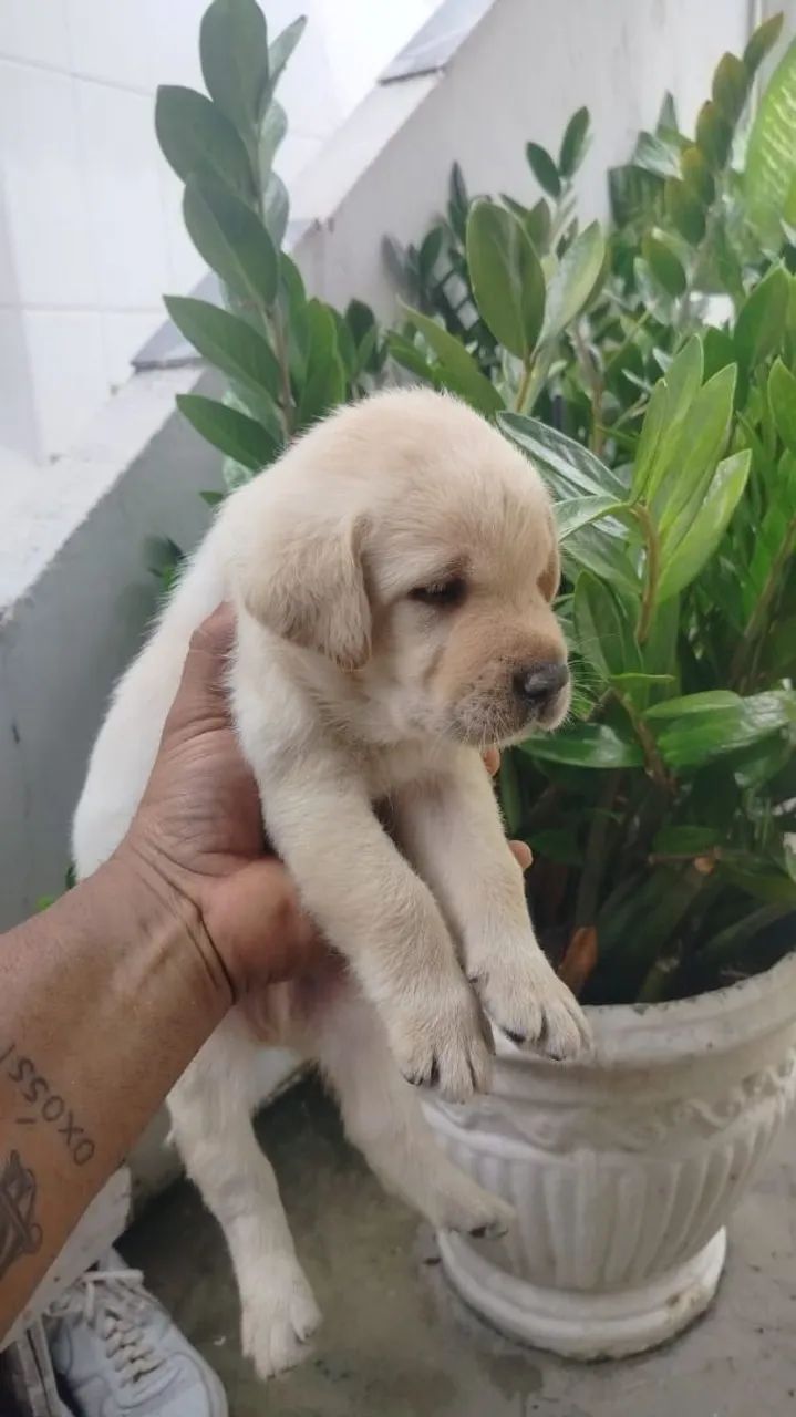 Filhote de labrador  - Foto 3