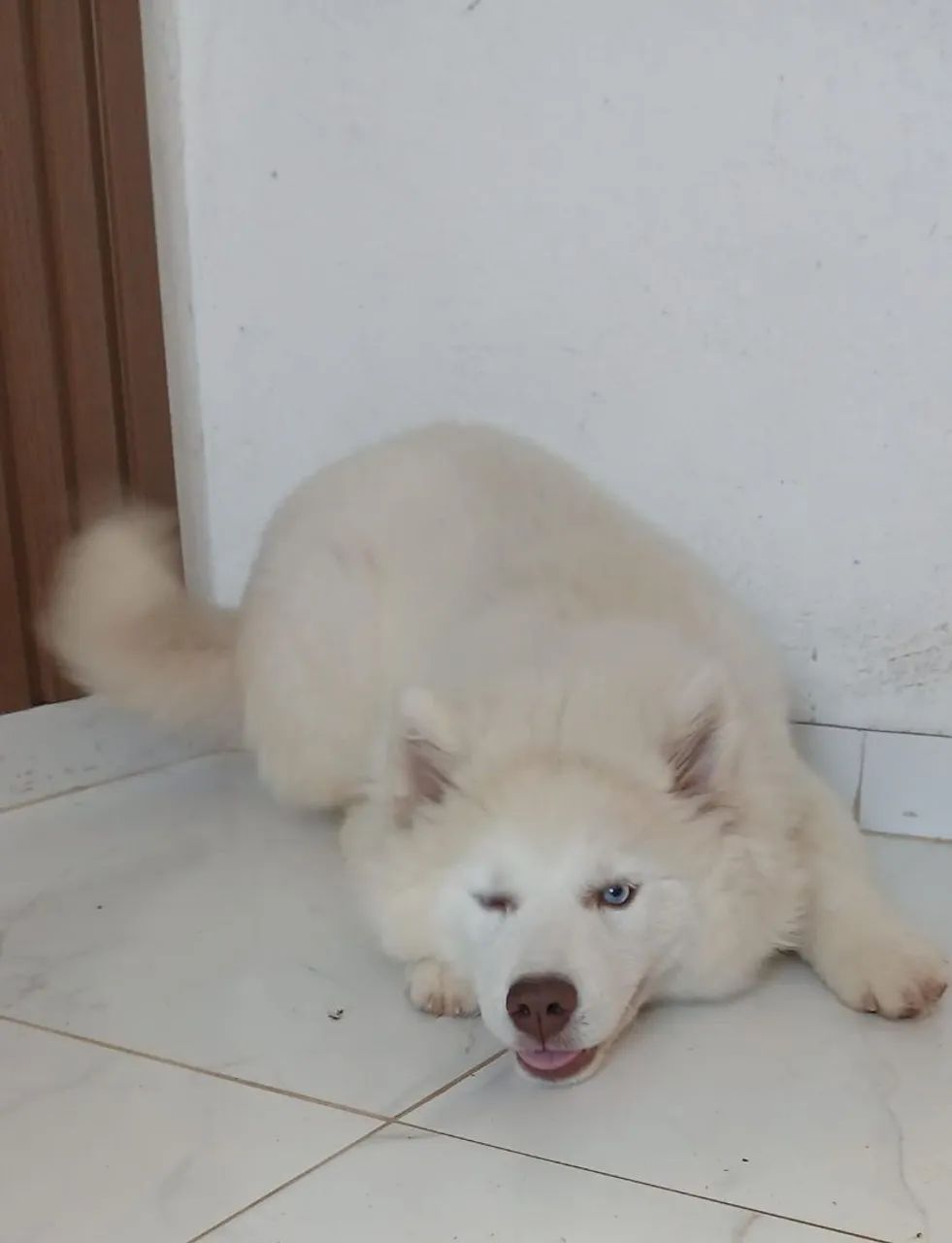 Husky wooly - Foto 3