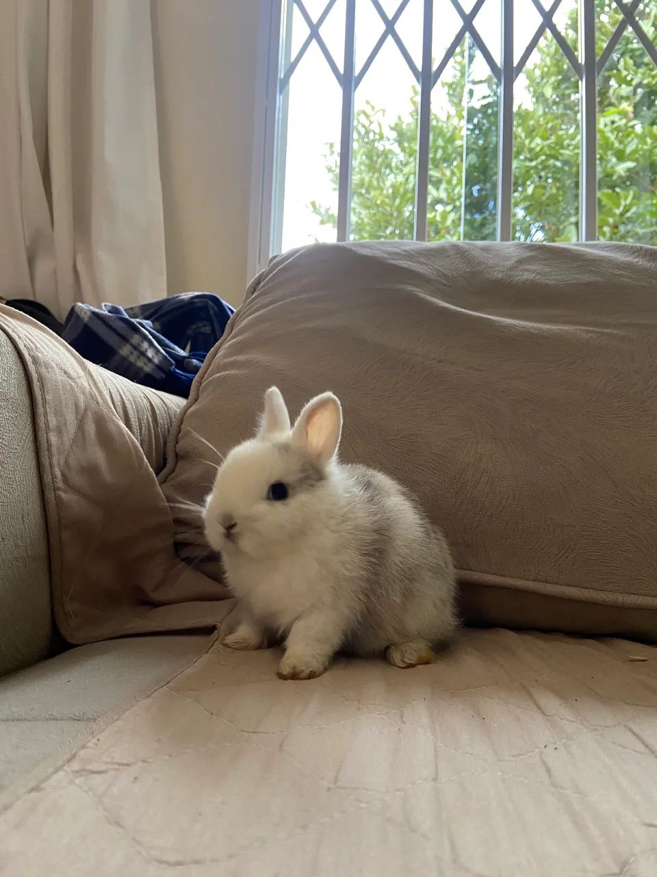  Mini Coelho nederland dwarf - Foto 4