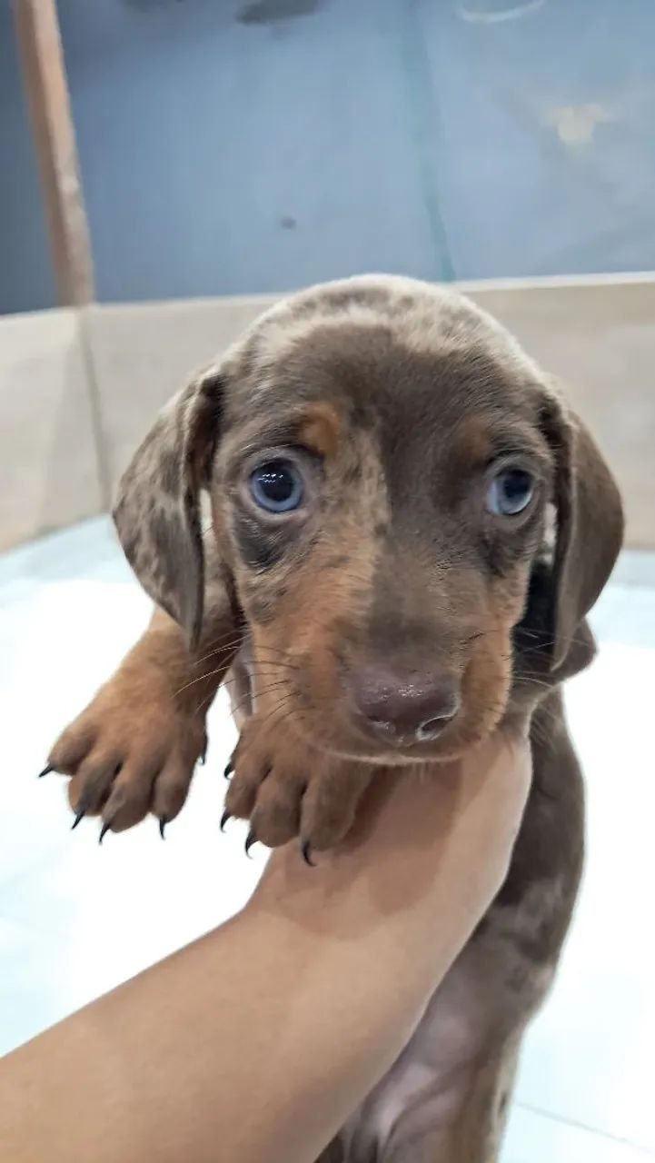 Dachshund Merle Chocolate Macho - Foto 3