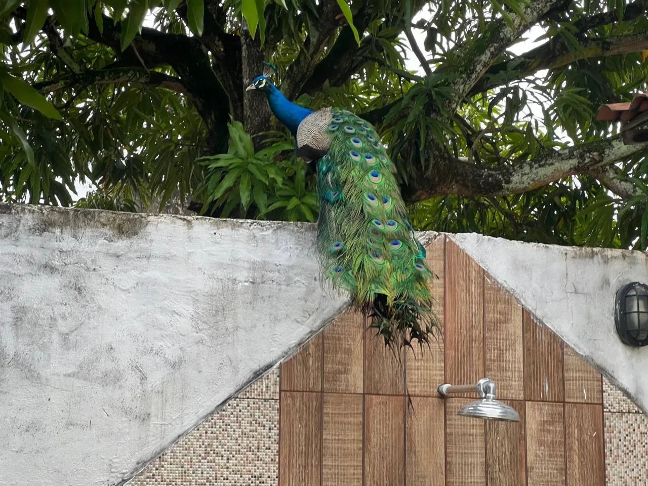 CASA NO BAIRRO SUÍSSA / AV. EXPLOSÃO-2 - Foto 5