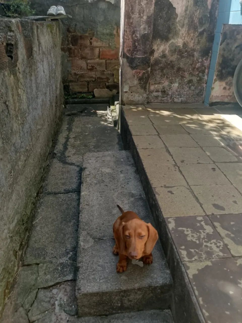 Dachshund (Salsichinha) Fêmea dos olhos VERDES - Foto 2