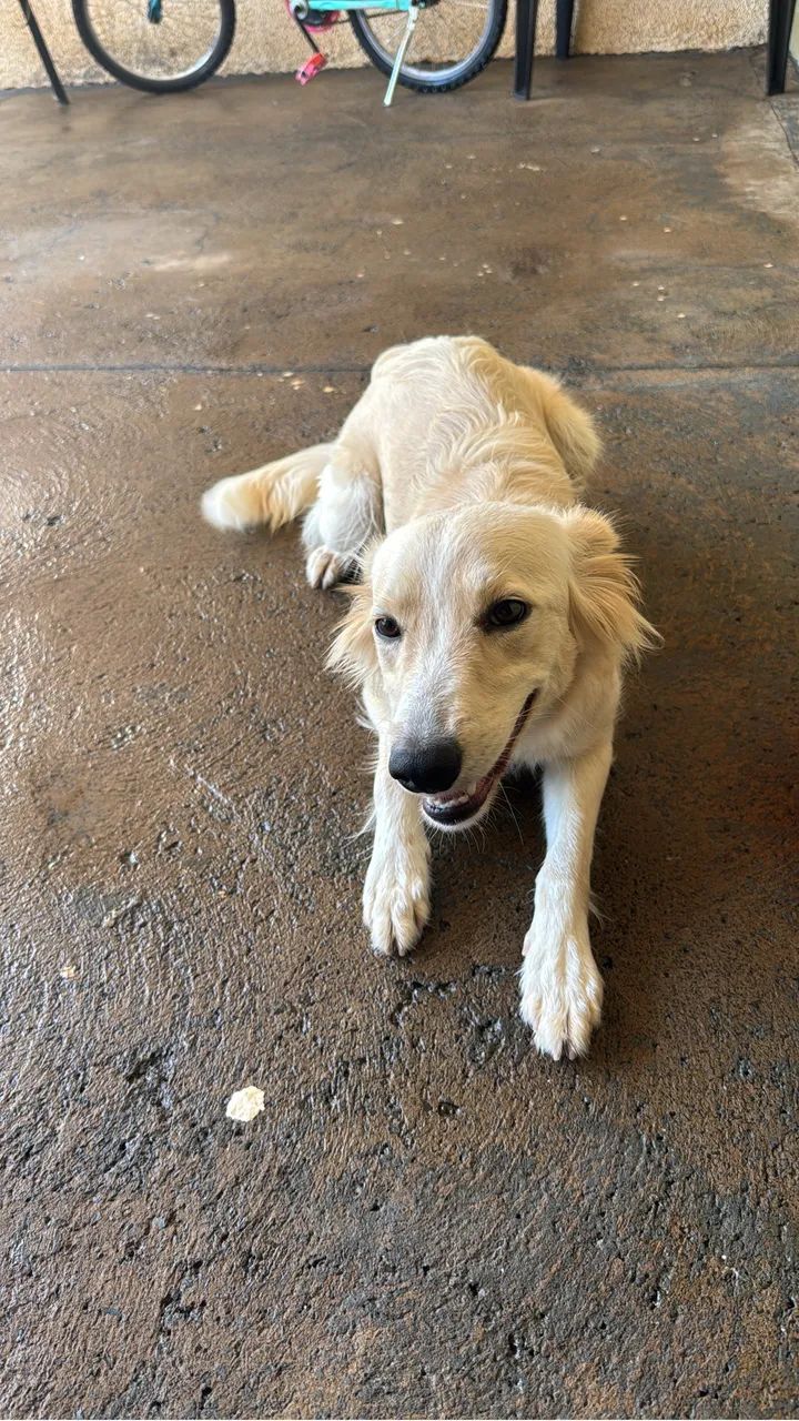 Cachorra fêmea para adoção 