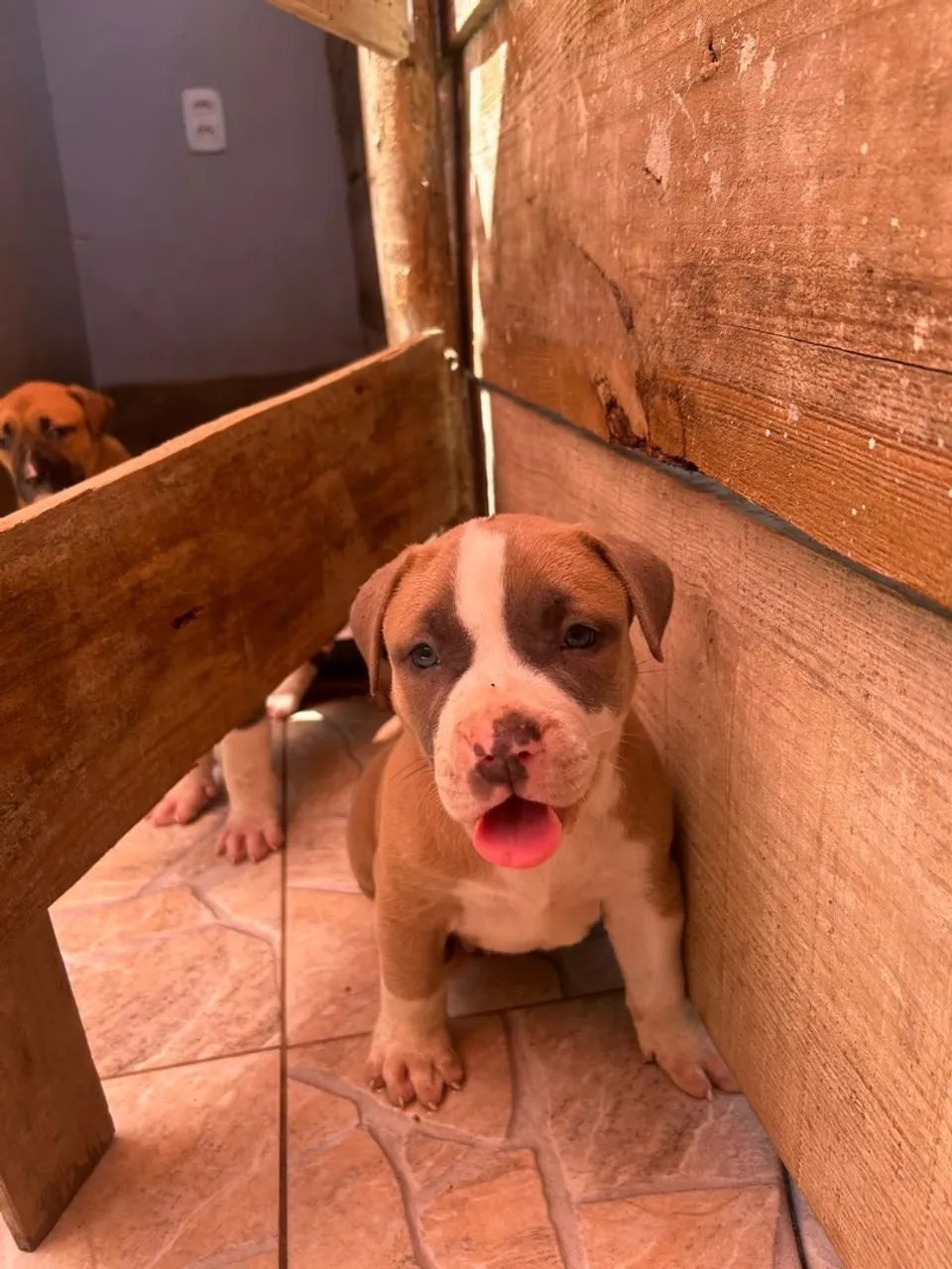 FILHOTES DE PITBULL  - Foto 2