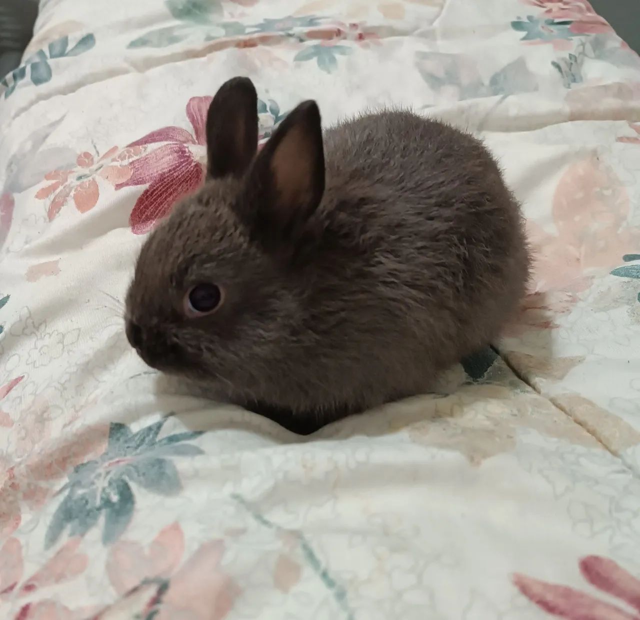 Filhotes mini coelho Netherland - Foto 3