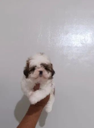Shih Tzu disponível 