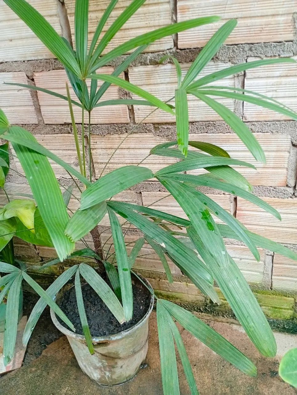 Planta ?