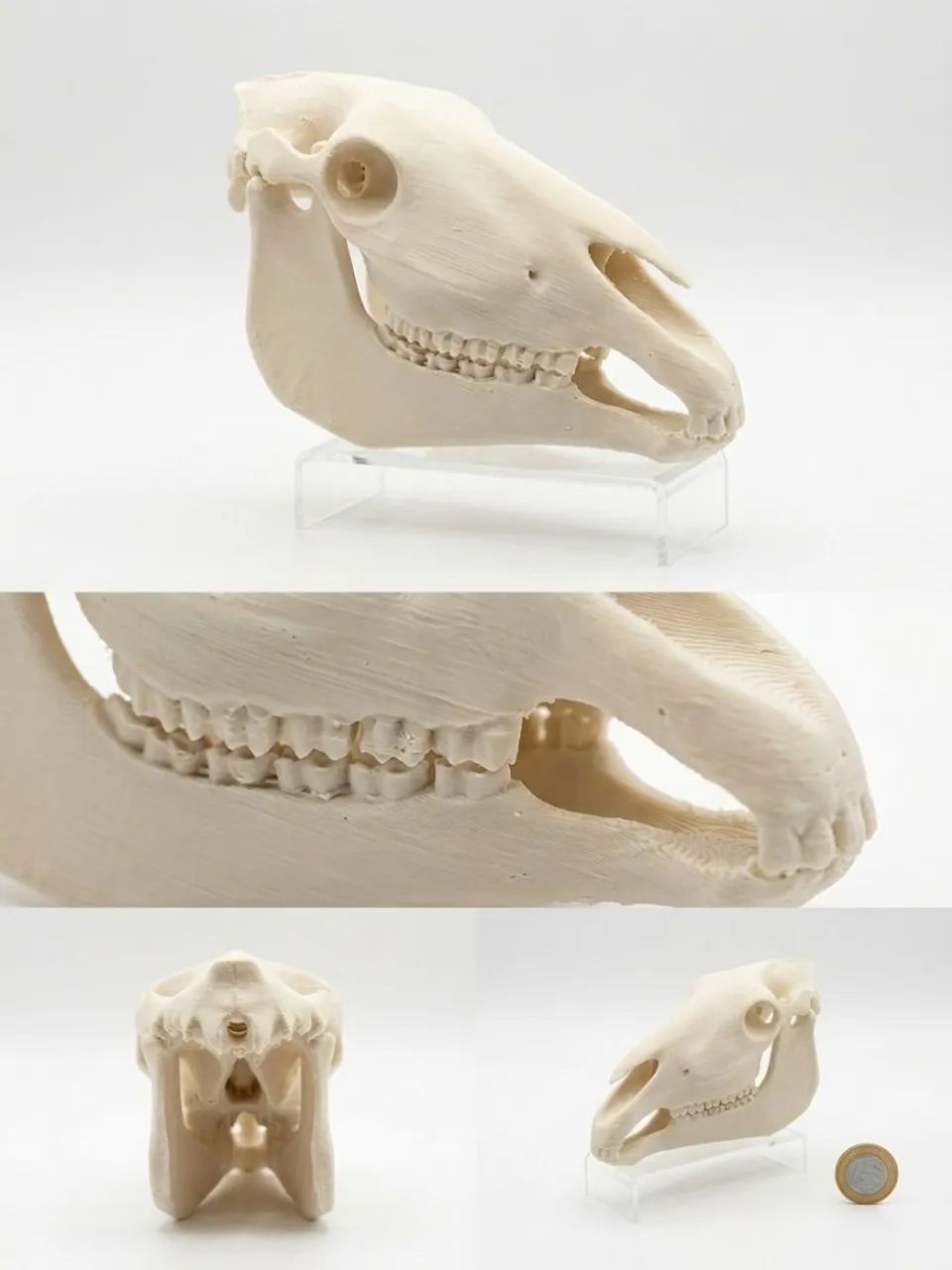 Crânio Equino 3D - Anatomia Veterinária  - Foto 2