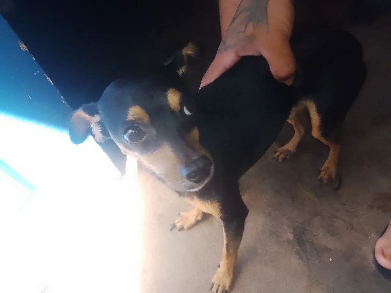 Pinscher 