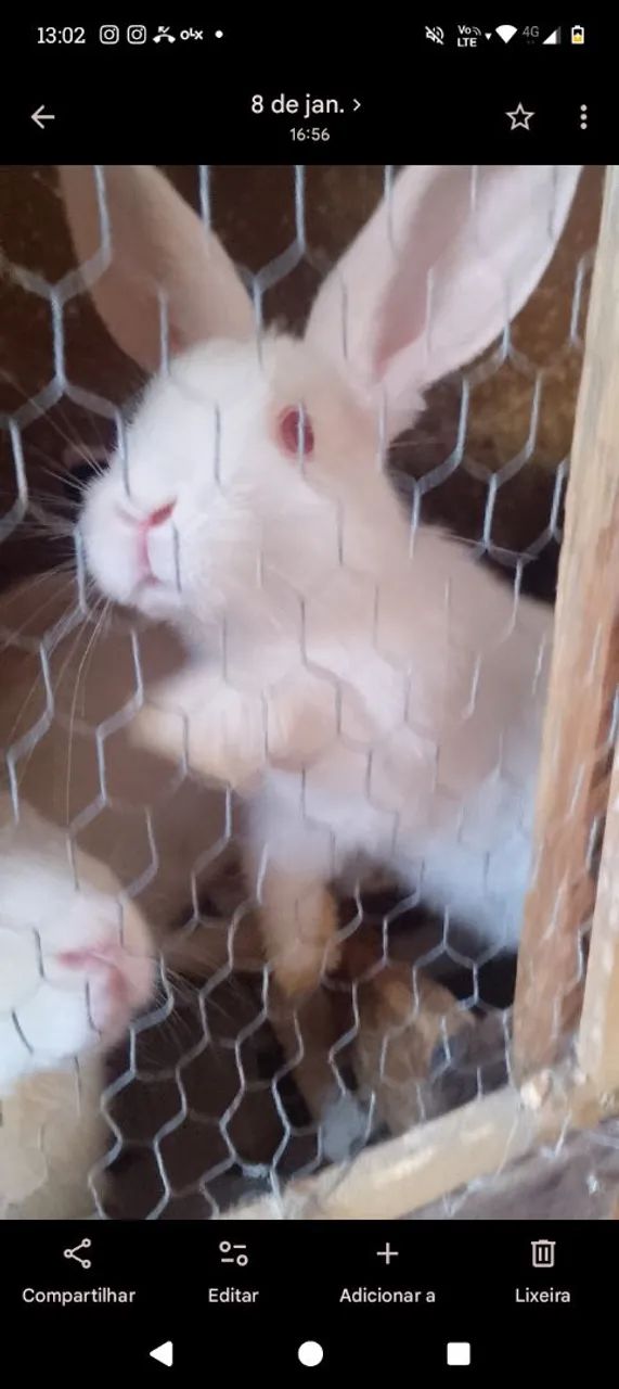 Coelhos Filhotes e Adultos 