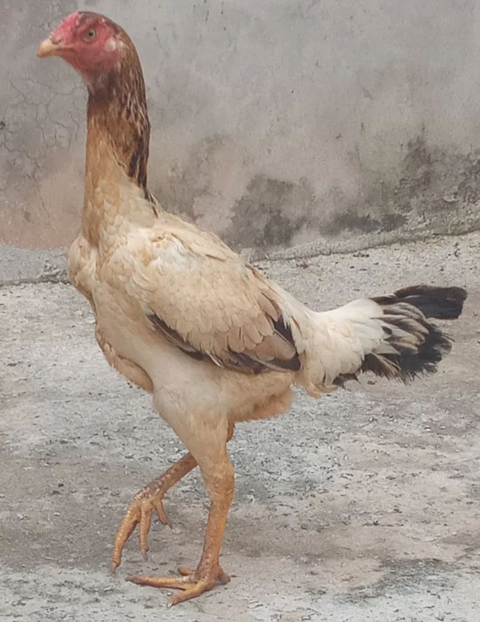 Galinha india  - Foto 4