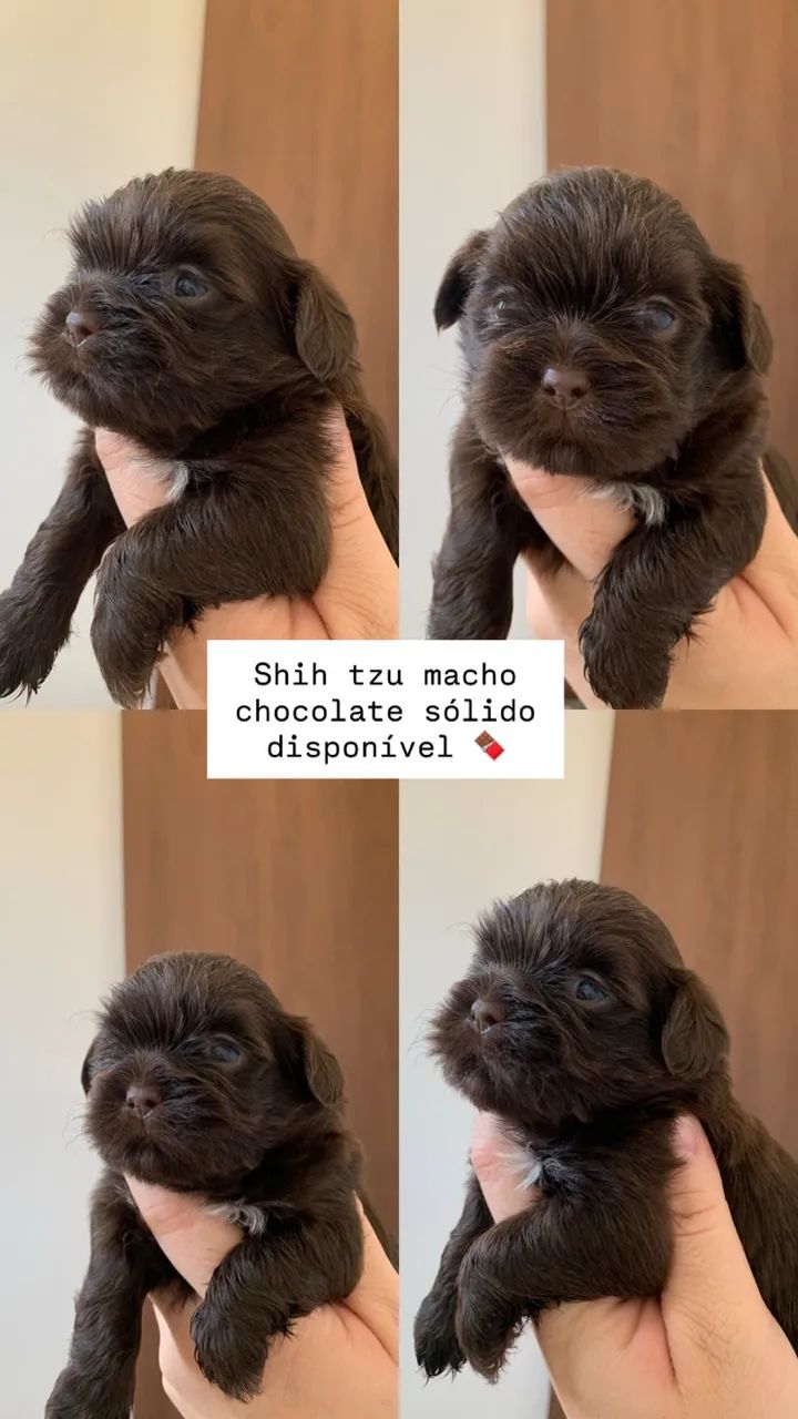Shihtzu disponíveis - Foto 3