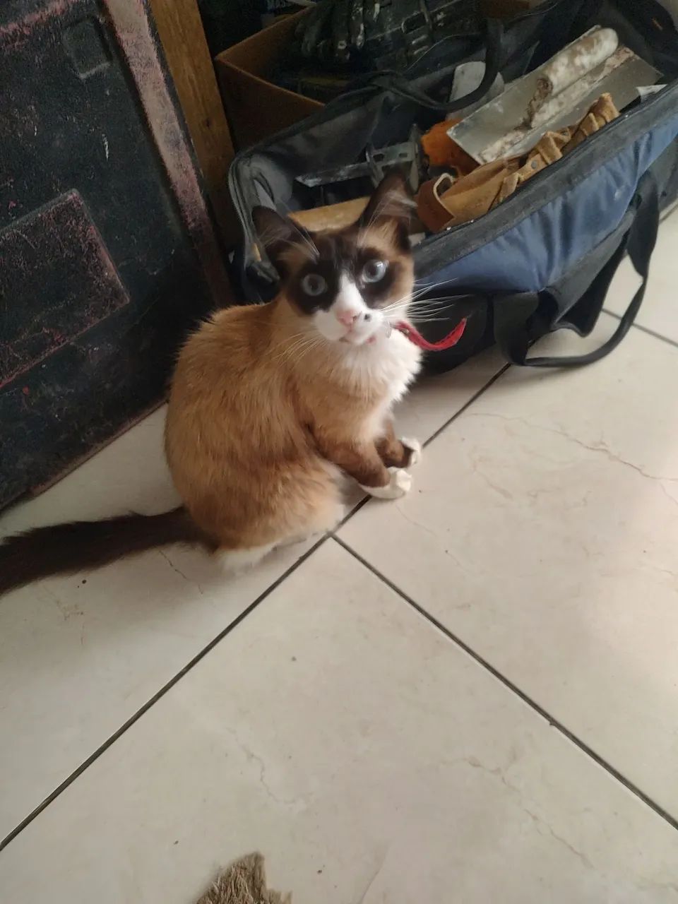 Gata castrada doação 