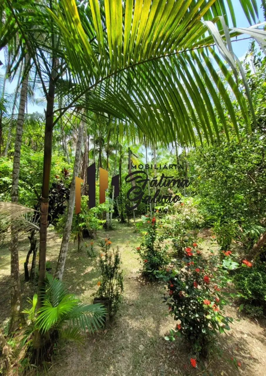 Vendo Excelente Açaizal na Ilha do Combú - Foto 4