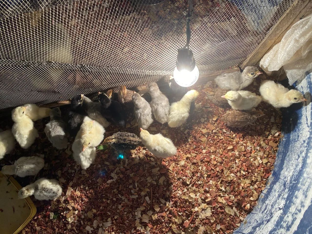 Filhotes de perus e codornas  - Foto 5