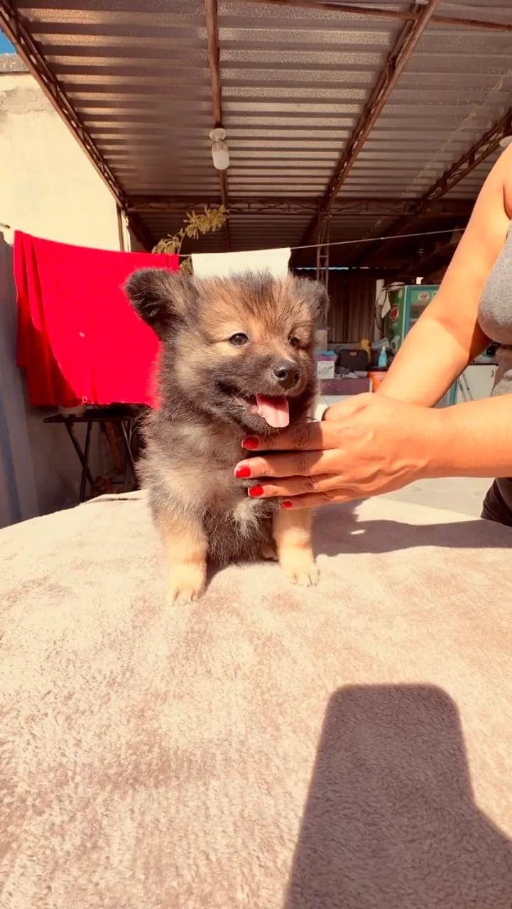 Spitz Alemão - Macho - Foto 2