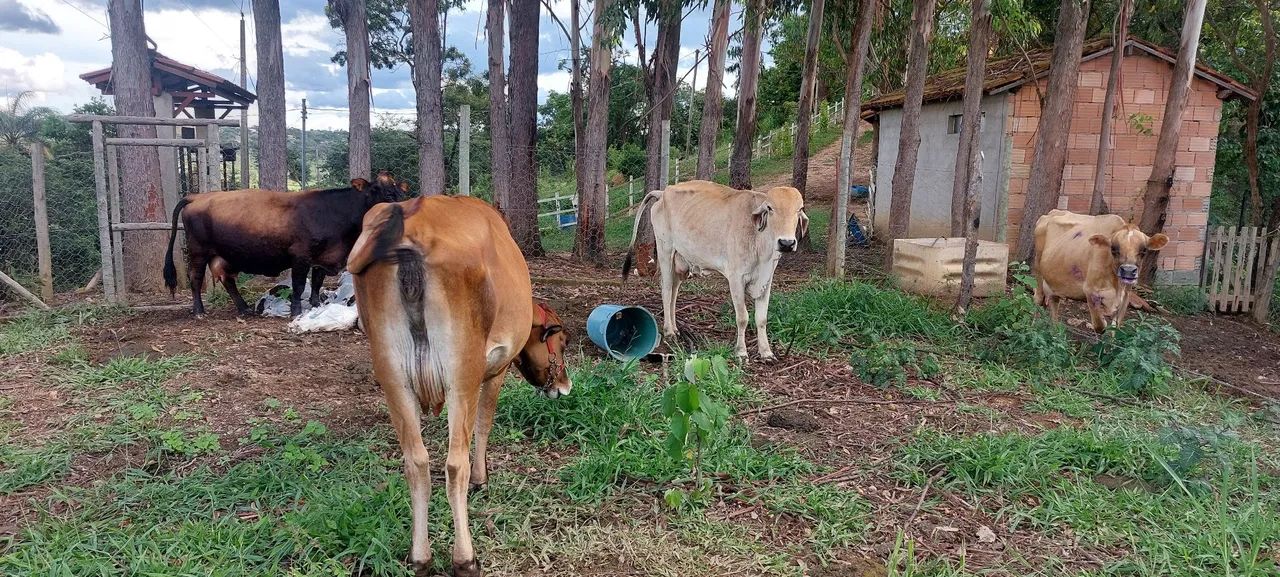 Vacas leiteira - Foto 4