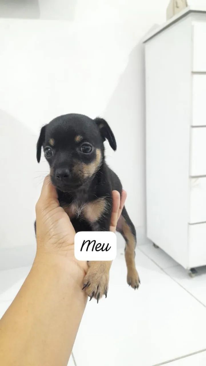 Femia de pinscher n 1 - Foto 2