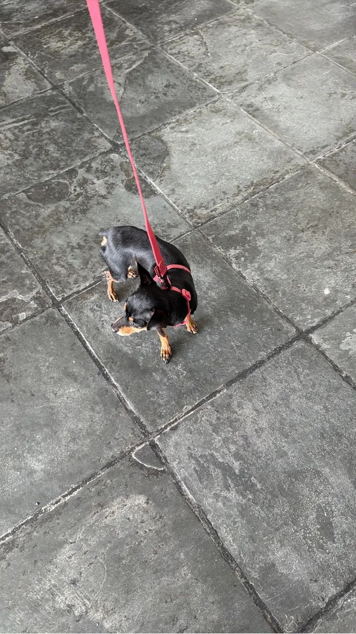 Pincher Chokito 