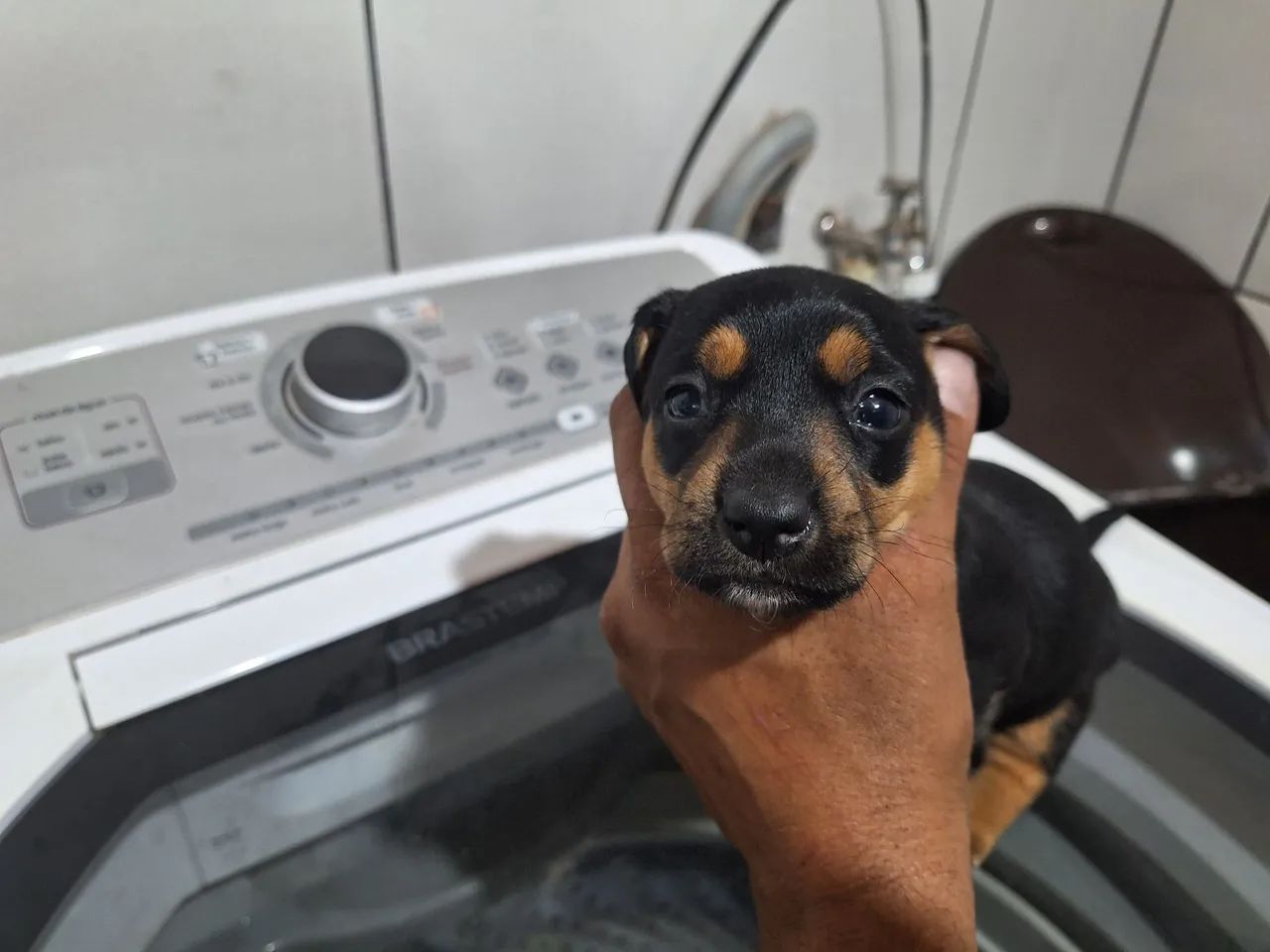 Dachshund ou salsicha  - Foto 3