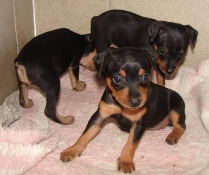 Filhotes de Pinscher Zero