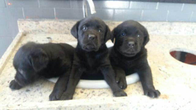 Filhotes de Labrador Preto