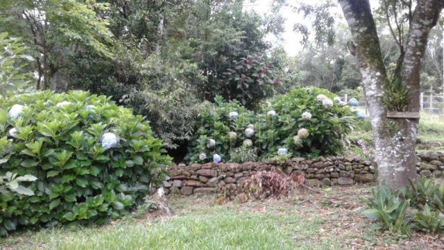 Sítio em gramado, linha tapera, 5 hectares - Foto 7
