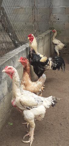 Aves e ovos indio gigante(leia a descrição) - Foto 4