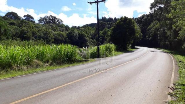 Sítio em gramado, linha tapera, 3,8 hectares - Foto 5