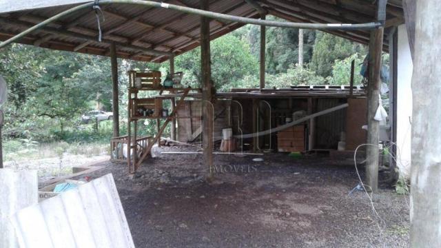 Sítio em gramado, linha tapera, 5 hectares - Foto 11