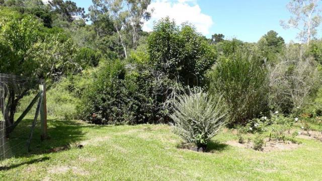 Sítio em gramado, linha tapera, 3,8 hectares - Foto 11