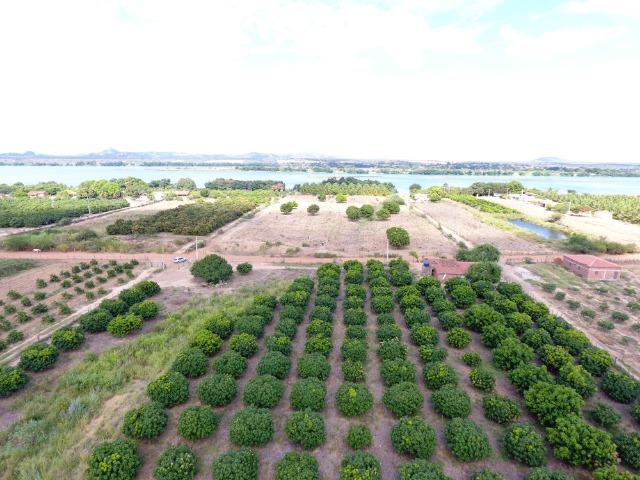 Fazenda 50 Hectares beira de rio Sâo Francisco - Venda - Foto 10