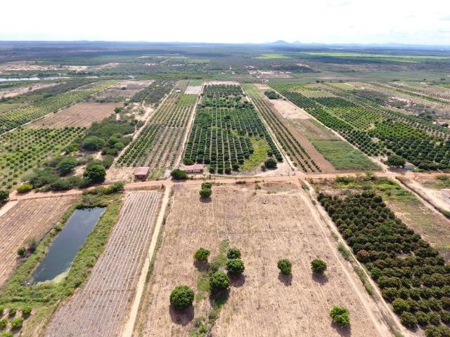 Fazenda 50 Hectares beira de rio Sâo Francisco - Venda - Foto 4