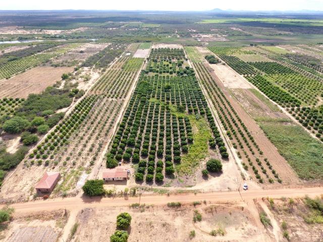 Fazenda 50 Hectares beira de rio Sâo Francisco - Venda - Foto 6