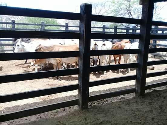 Fazenda de 791 tarefas, com sede nova e curral de ripão coberto com embarcador e balança - Foto 6