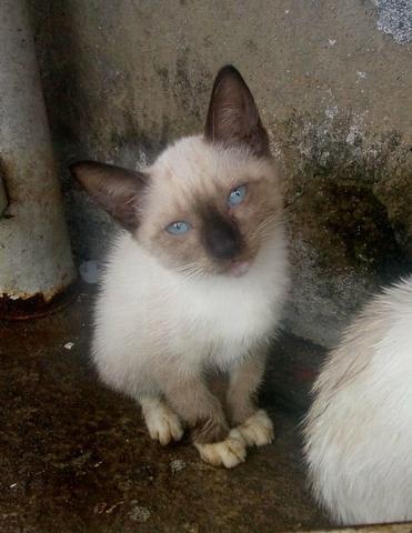 Filhotes de gato gata (doação)